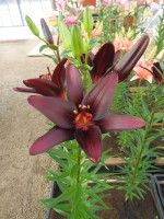 [4008 Landini No302.JPG]